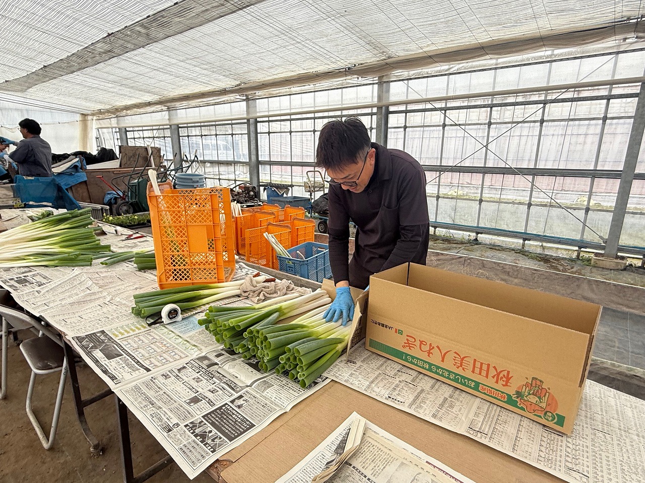 ハウス内で秋冬ネギを出荷用の箱に詰める研修生